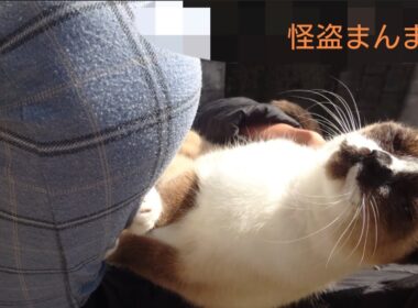 シャム猫さんの日向ぼっこ。25.11.10