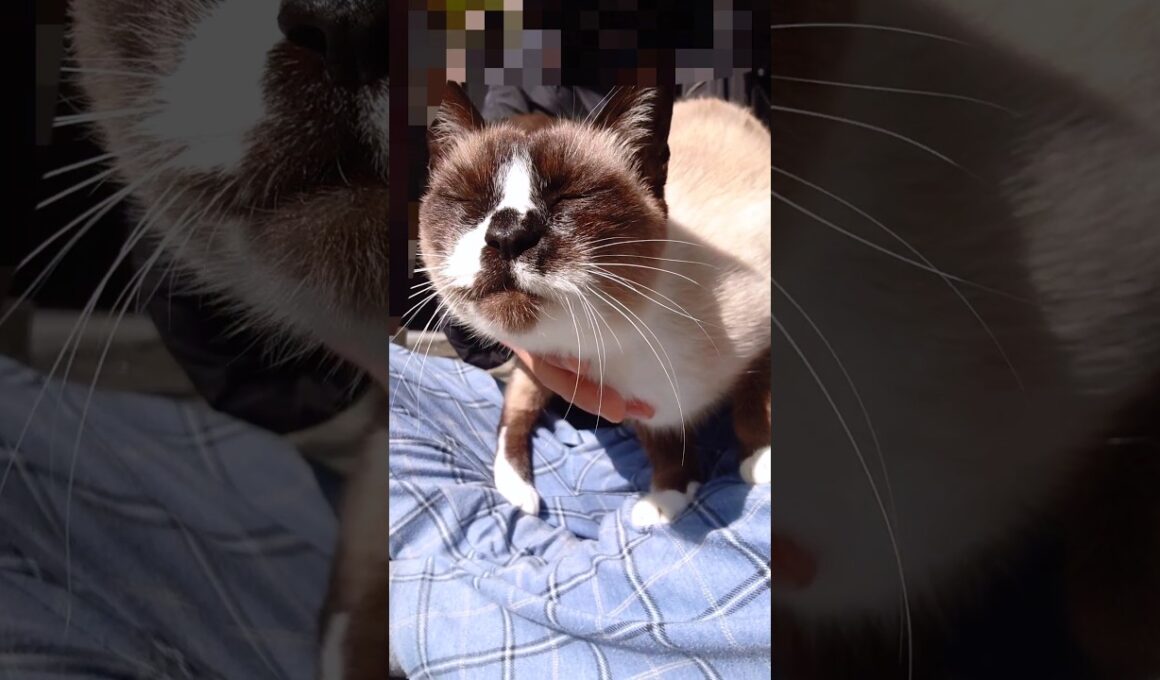 シャム猫さんの日向ぼっこ#猫#ねこ#cat#かわいい#Shorts