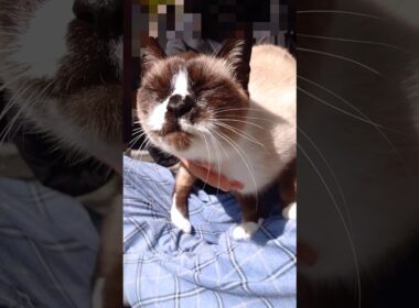 シャム猫さんの日向ぼっこ#猫#ねこ#cat#かわいい#Shorts