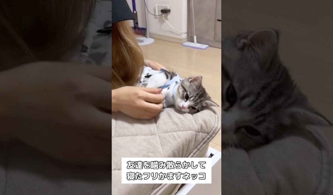 友達を噛み散らかして寝たフリかます猫様 #猫 #子猫 #shorts