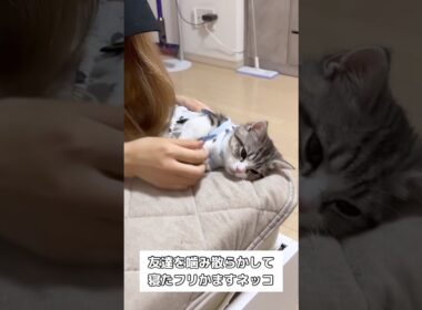 友達を噛み散らかして寝たフリかます猫様 #猫 #子猫 #shorts