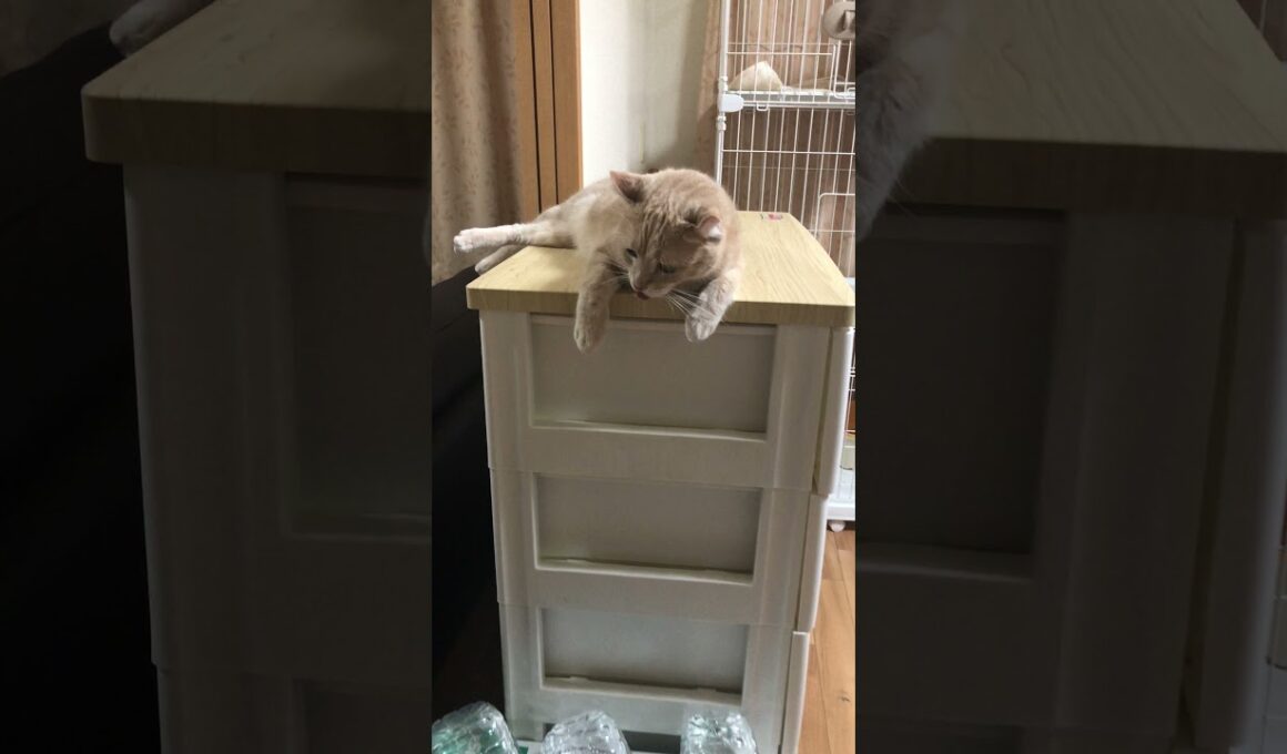 【アメリカンカール】😺👅　#Shorts　#猫