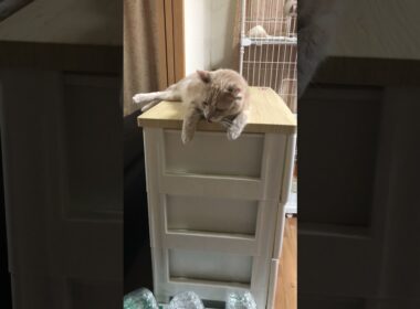 【アメリカンカール】😺👅　#Shorts　#猫