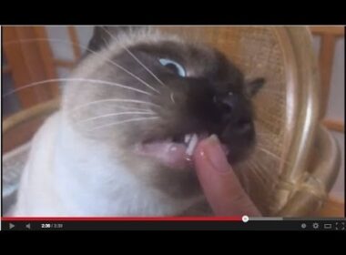 Funny Cat 2014 Japan the siamese cat シャム猫 おもしろ動画