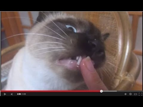 Funny Cat 2014 Japan the siamese cat シャム猫 おもしろ動画