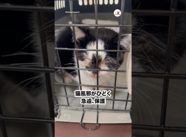 子猫に声をかけられてお顔を見たら…｜PECO