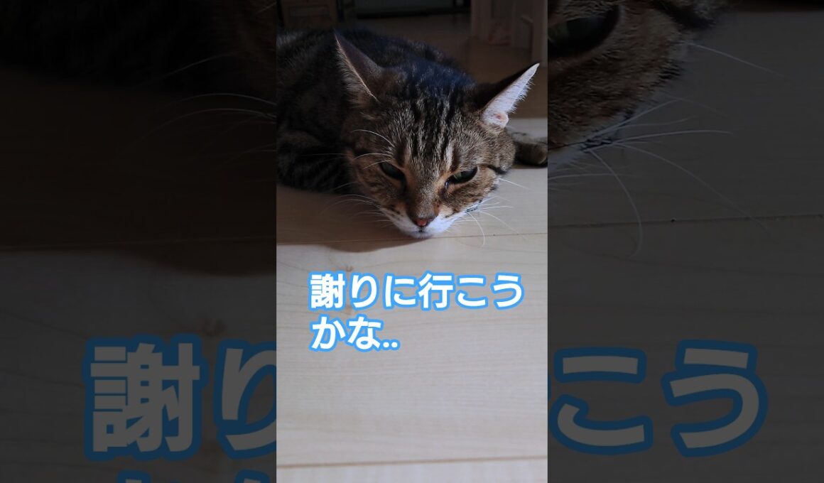 謝りに行くの、はやっ！🐈️【ママに怒られた？】 #猫 #cat #ねこ #shorts