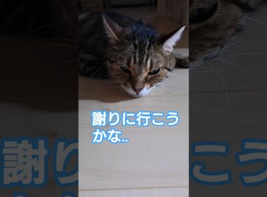 謝りに行くの、はやっ！🐈️【ママに怒られた？】 #猫 #cat #ねこ #shorts