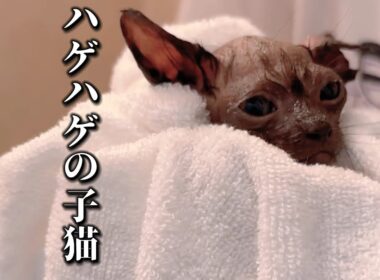 【保護子猫】ボロボロで衰弱した子猫が緊急でやってきた