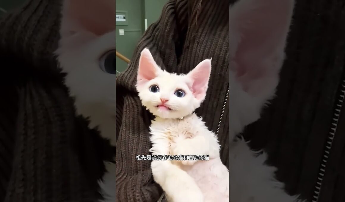 デボンレックス猫に会いましょう😻 | 猫界の巻き毛のエルフ #shorts