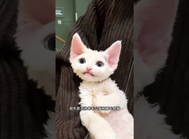 デボンレックス猫に会いましょう😻 | 猫界の巻き毛のエルフ #shorts