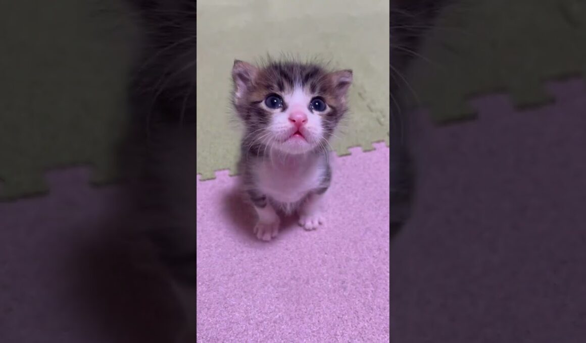 コテンってなっちゃった子猫【赤ちゃん猫】【保護猫　子猫】