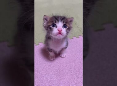 コテンってなっちゃった子猫【赤ちゃん猫】【保護猫　子猫】