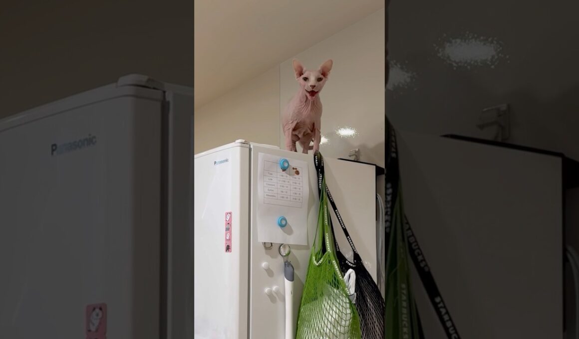 甘えまくる猫アレクサンドラ【スフィンクス】