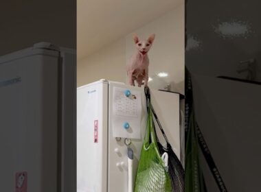 甘えまくる猫アレクサンドラ【スフィンクス】