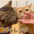 話題の賢い猫チャレンジやってみたら愛猫の反応が可愛すぎた！