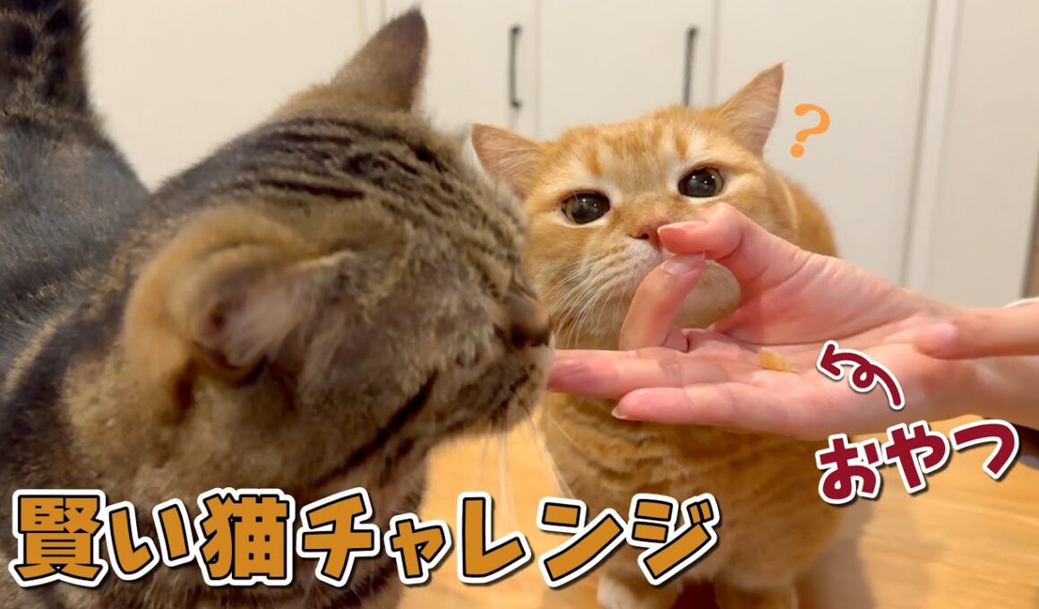 話題の賢い猫チャレンジやってみたら愛猫の反応が可愛すぎた！