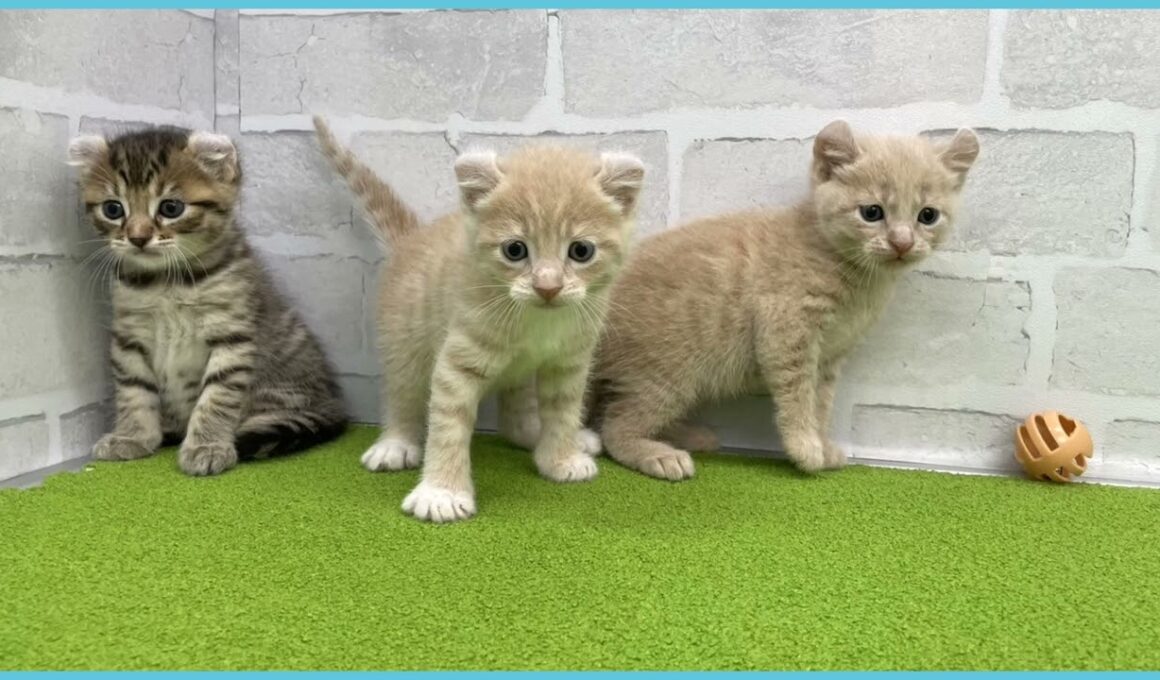 Coo&RIKU　No.00737004 アメリカンカール