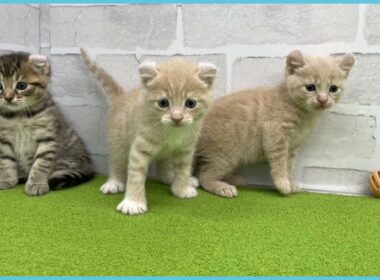 Coo&RIKU　No.00737004 アメリカンカール