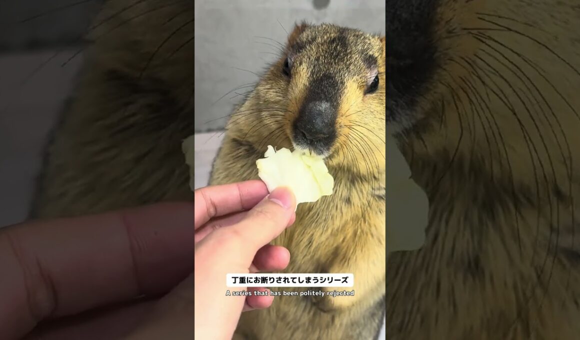 Mamochi: "I don't need it right now..." #marmot #animals #pets #funny