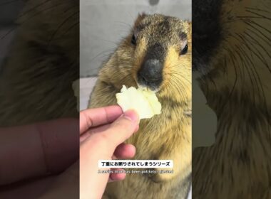 Mamochi: "I don't need it right now..." #marmot #animals #pets #funny