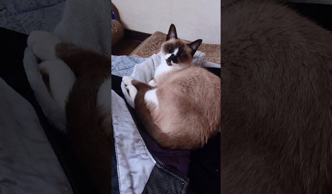 午後のシャム猫さん。#猫#ねこ#cat#かわいい#Shorts