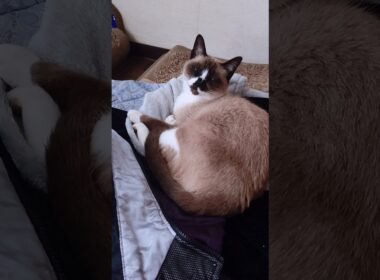 午後のシャム猫さん。#猫#ねこ#cat#かわいい#Shorts