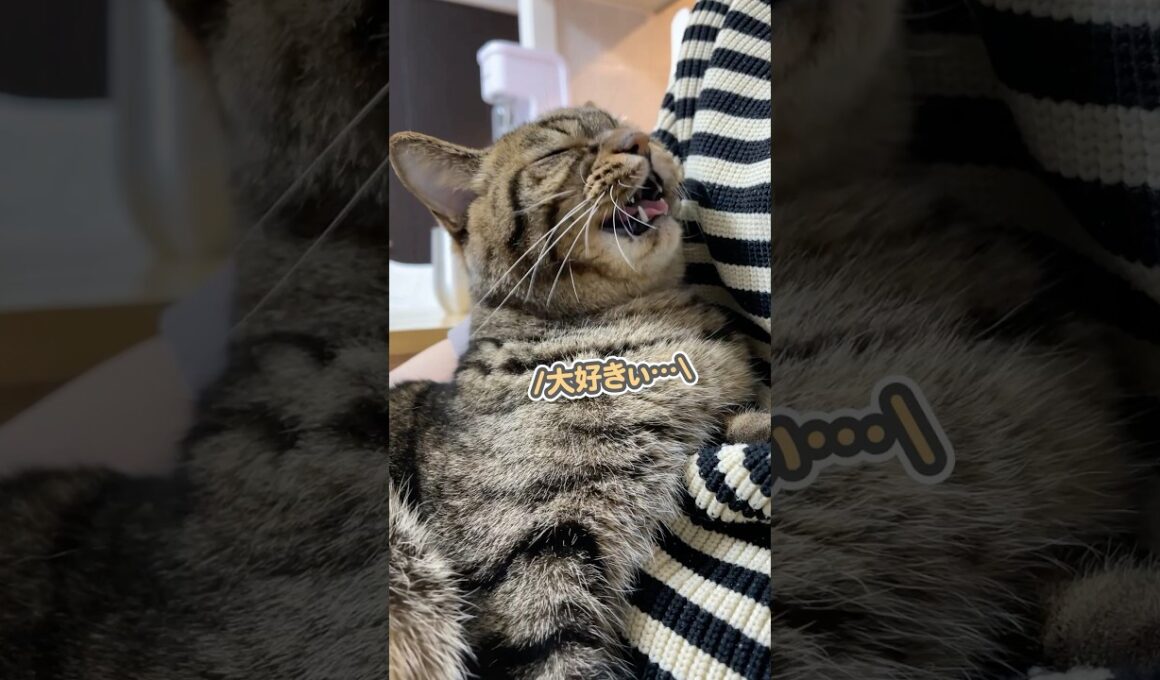 ママとパパで、明らかに態度が違う猫