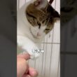 【保護猫】むぎゅっとしてくる猫