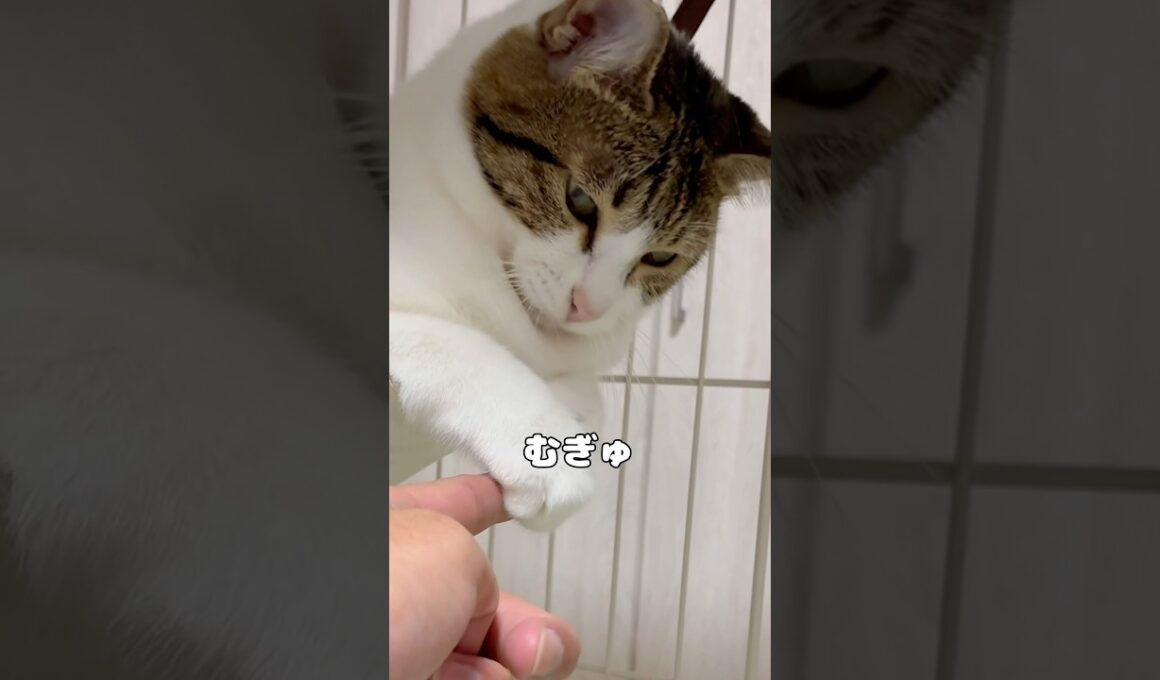 【保護猫】むぎゅっとしてくる猫