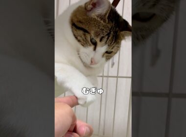 【保護猫】むぎゅっとしてくる猫