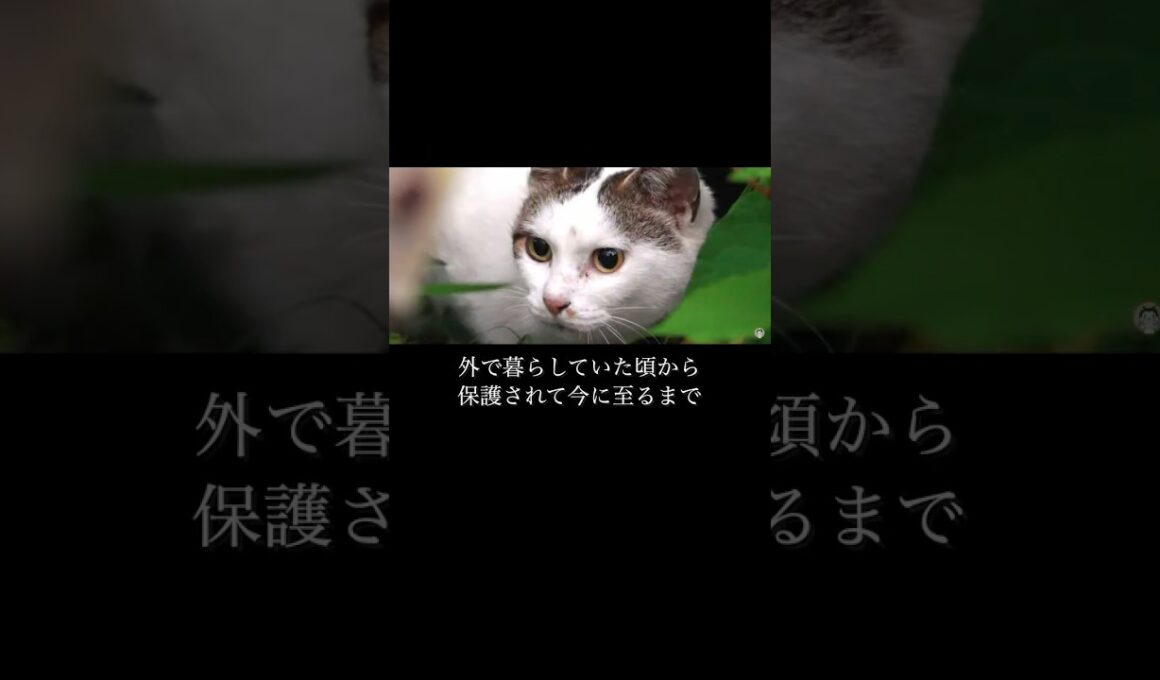 追いやられた小さな捨て猫が家猫になった#野良猫 #捨て猫