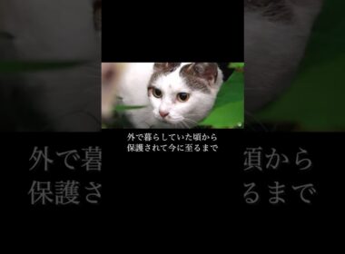 追いやられた小さな捨て猫が家猫になった#野良猫 #捨て猫
