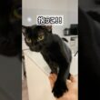 甘えんぼな黒猫ボンベイ　#子猫 #甘えん坊 #ねこ #cat #bombay #猫のいる暮らし #ねこのいる生活 #ねこ動画 #かわいい #癒やし #抱っこ