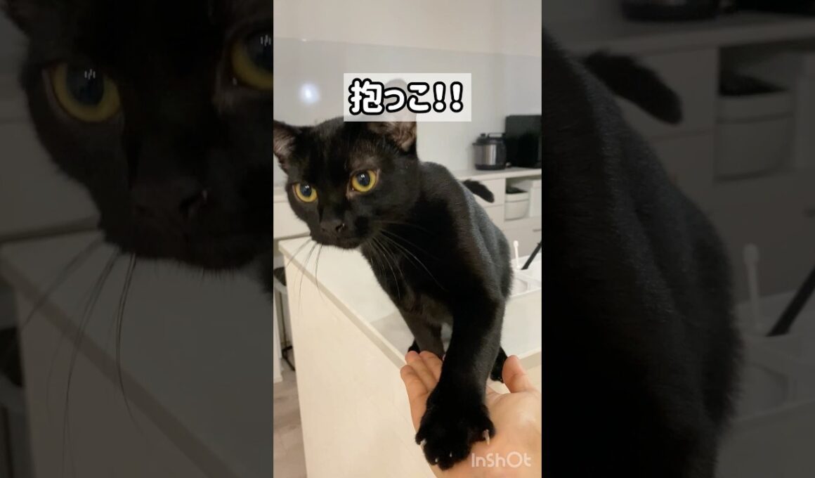 甘えんぼな黒猫ボンベイ　#子猫 #甘えん坊 #ねこ #cat #bombay #猫のいる暮らし #ねこのいる生活 #ねこ動画 #かわいい #癒やし #抱っこ