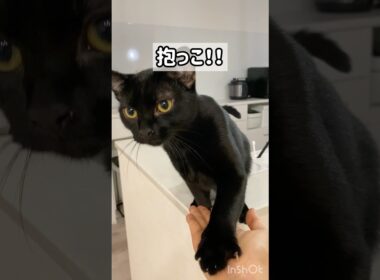 甘えんぼな黒猫ボンベイ　#子猫 #甘えん坊 #ねこ #cat #bombay #猫のいる暮らし #ねこのいる生活 #ねこ動画 #かわいい #癒やし #抱っこ