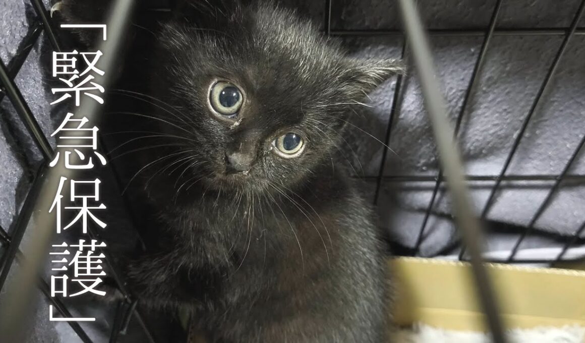 【緊急保護 子猫】親から離れて丸一日お腹を空かせた生後47日目の子猫を保護しました。