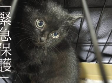 【緊急保護 子猫】親から離れて丸一日お腹を空かせた生後47日目の子猫を保護しました。