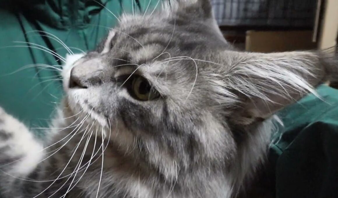 今日でお別れブルーのメインクーンアンソニー君