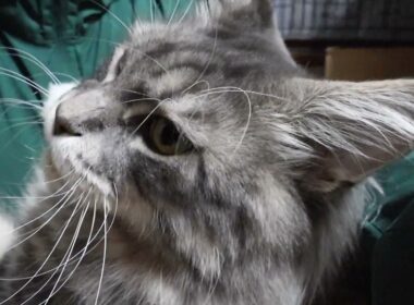 今日でお別れブルーのメインクーンアンソニー君