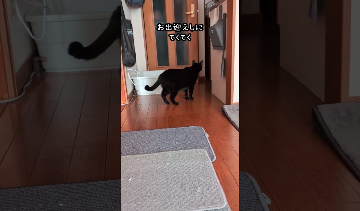 人間のトイレ長くな〜い？と出待ちなクロちゃん