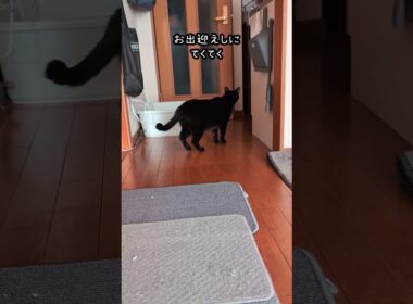 人間のトイレ長くな〜い？と出待ちなクロちゃん