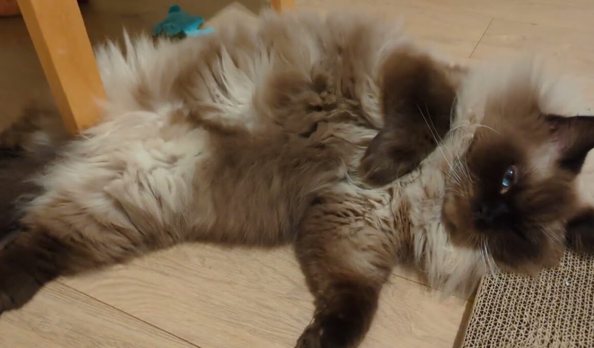 オマタは死守します！