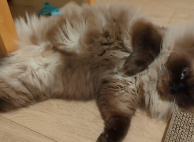 オマタは死守します！