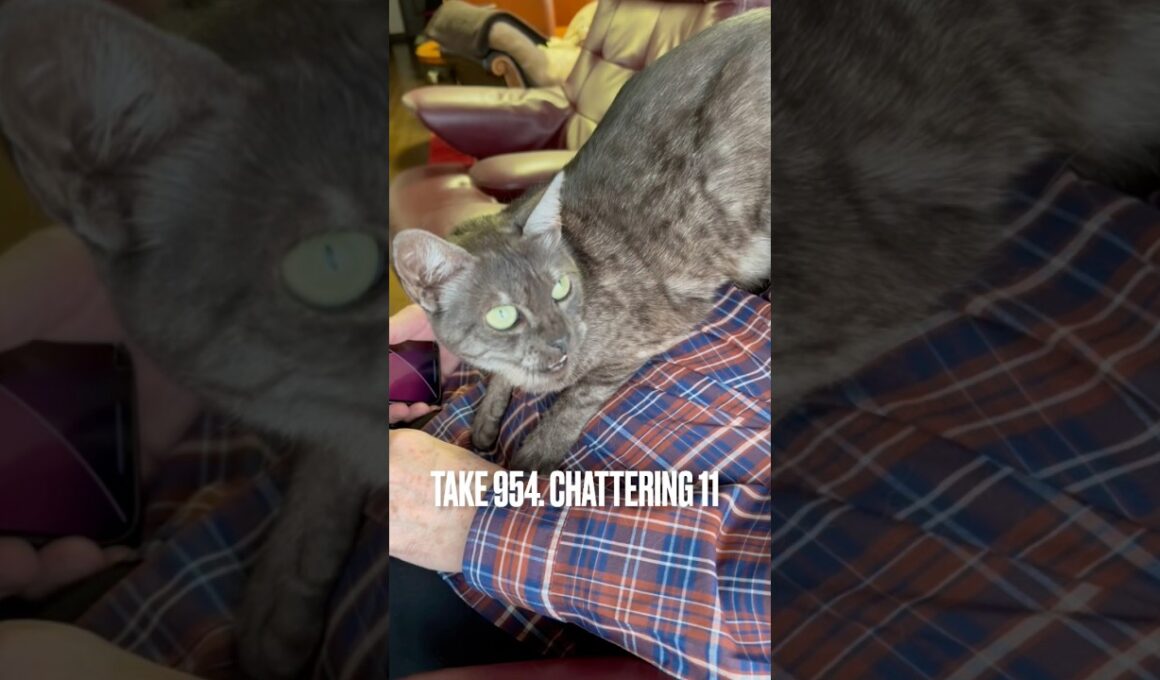 #急斜面 で #クラッキング #chattering #パパ大好き猫 #猫のしっぽ #egyptianmaucat #エジプシャンマウ #エジプシャンマウスモーク #shorts