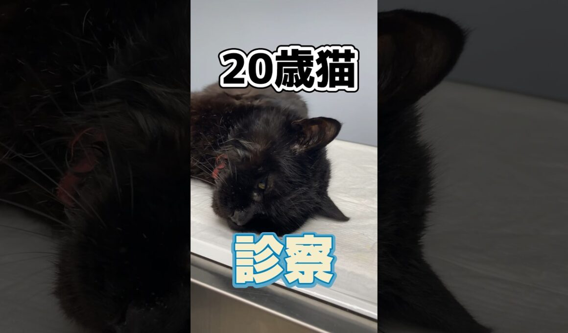 川で溺れていた20歳の猫が動物病院にやってきた！