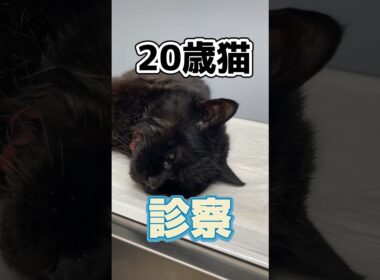 川で溺れていた20歳の猫が動物病院にやってきた！