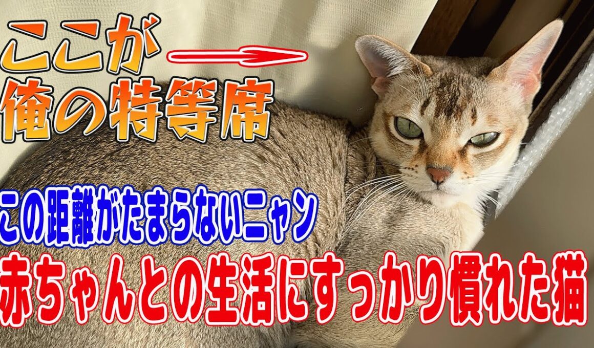 【シンガプーラ】赤ちゃんとの生活にすっかり慣れた猫！赤ちゃんのそばでまったりする猫がこちらです#singapura #cat