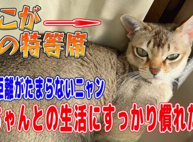 【シンガプーラ】赤ちゃんとの生活にすっかり慣れた猫！赤ちゃんのそばでまったりする猫がこちらです#singapura #cat