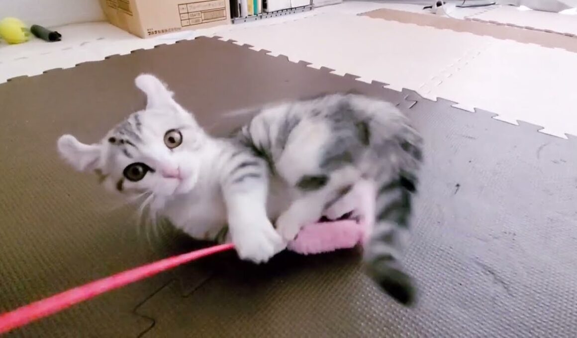 [子猫] ママにぴったりくっついて寝ている子猫！！かわいすぎです！！  #26